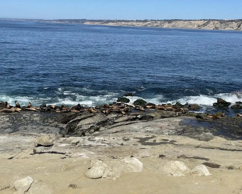 Sea lions resting on the rocky San Diego coastline