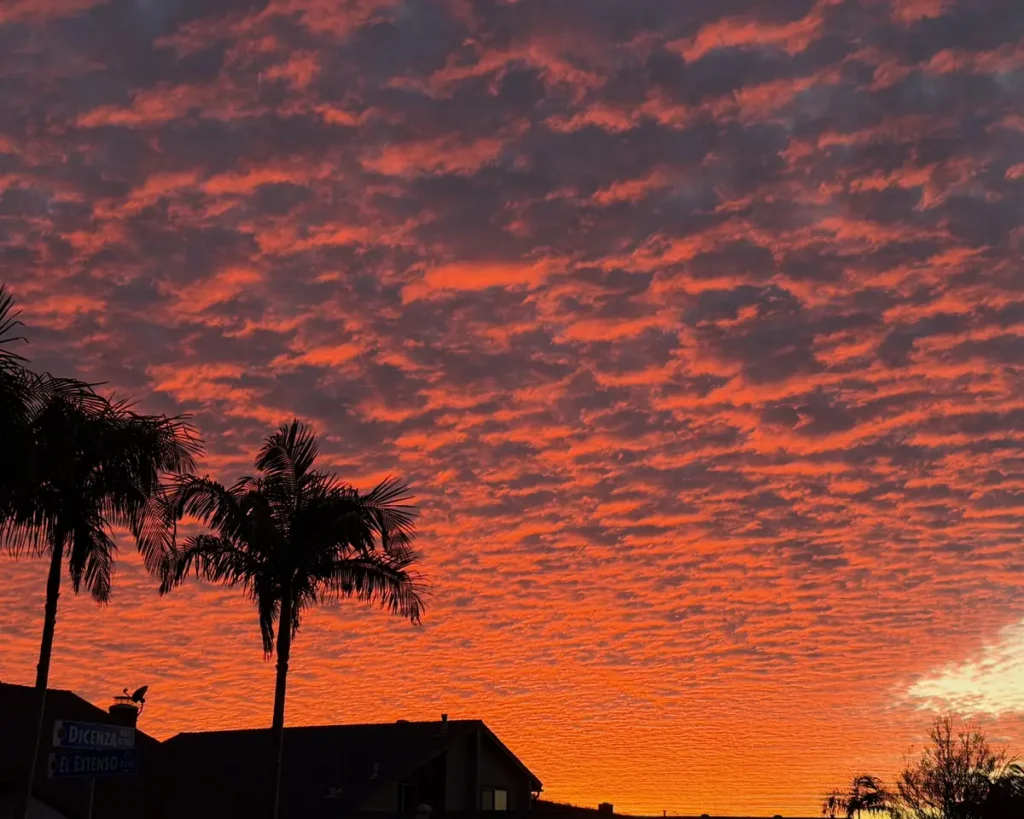 Orange sunset clouds over palm trees in San Diego